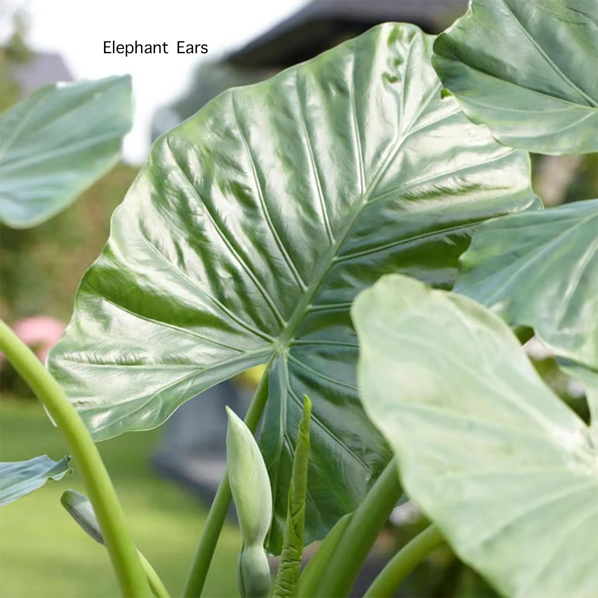 Elephant Ears Leaf Earrings - 1 Inch