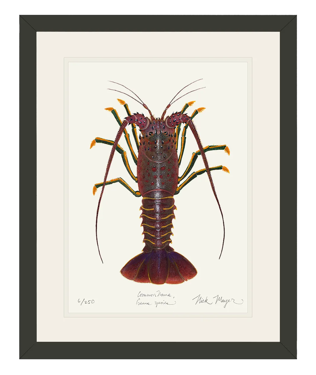 Spiny Lobster I Print