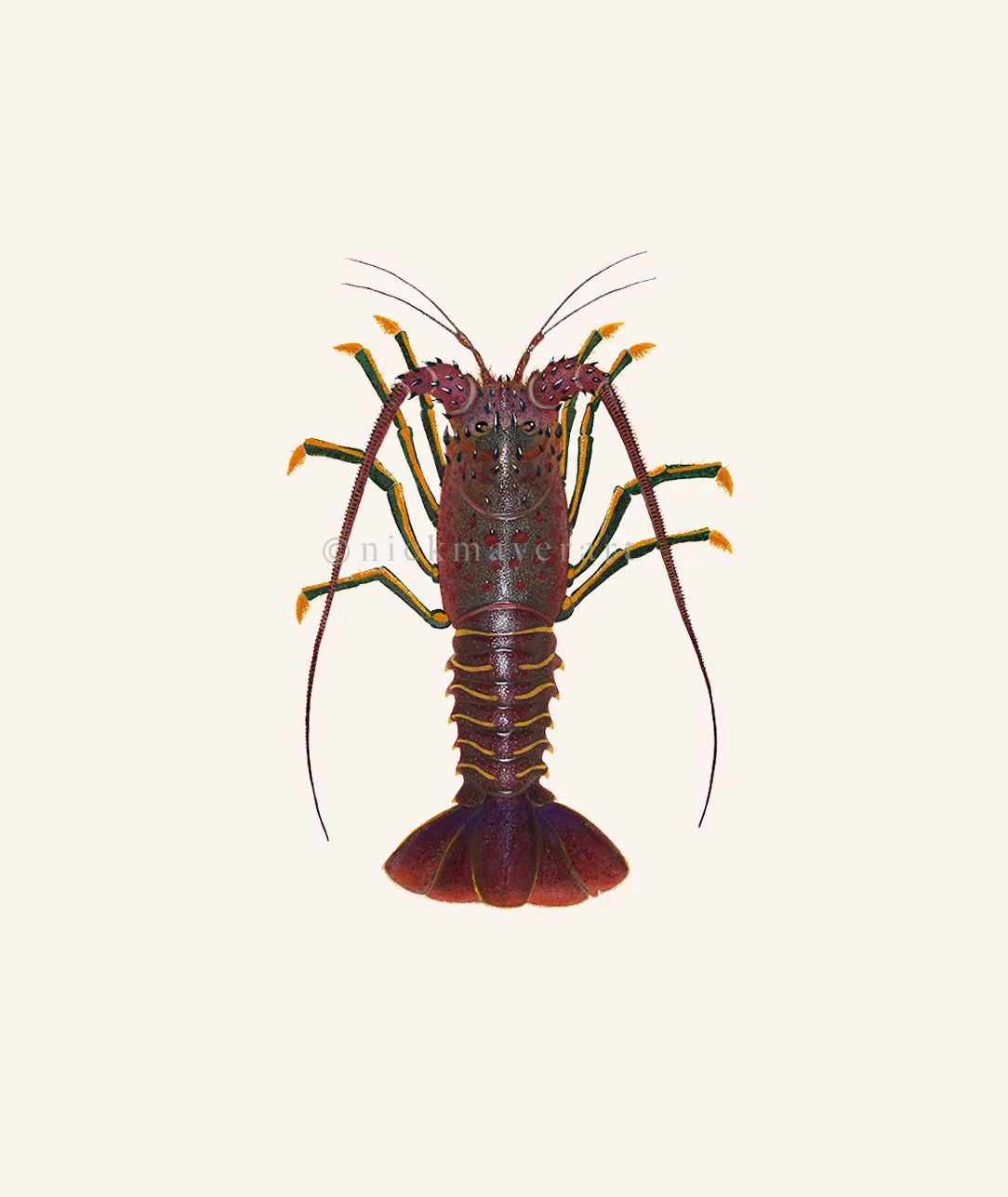 Spiny Lobster I Print