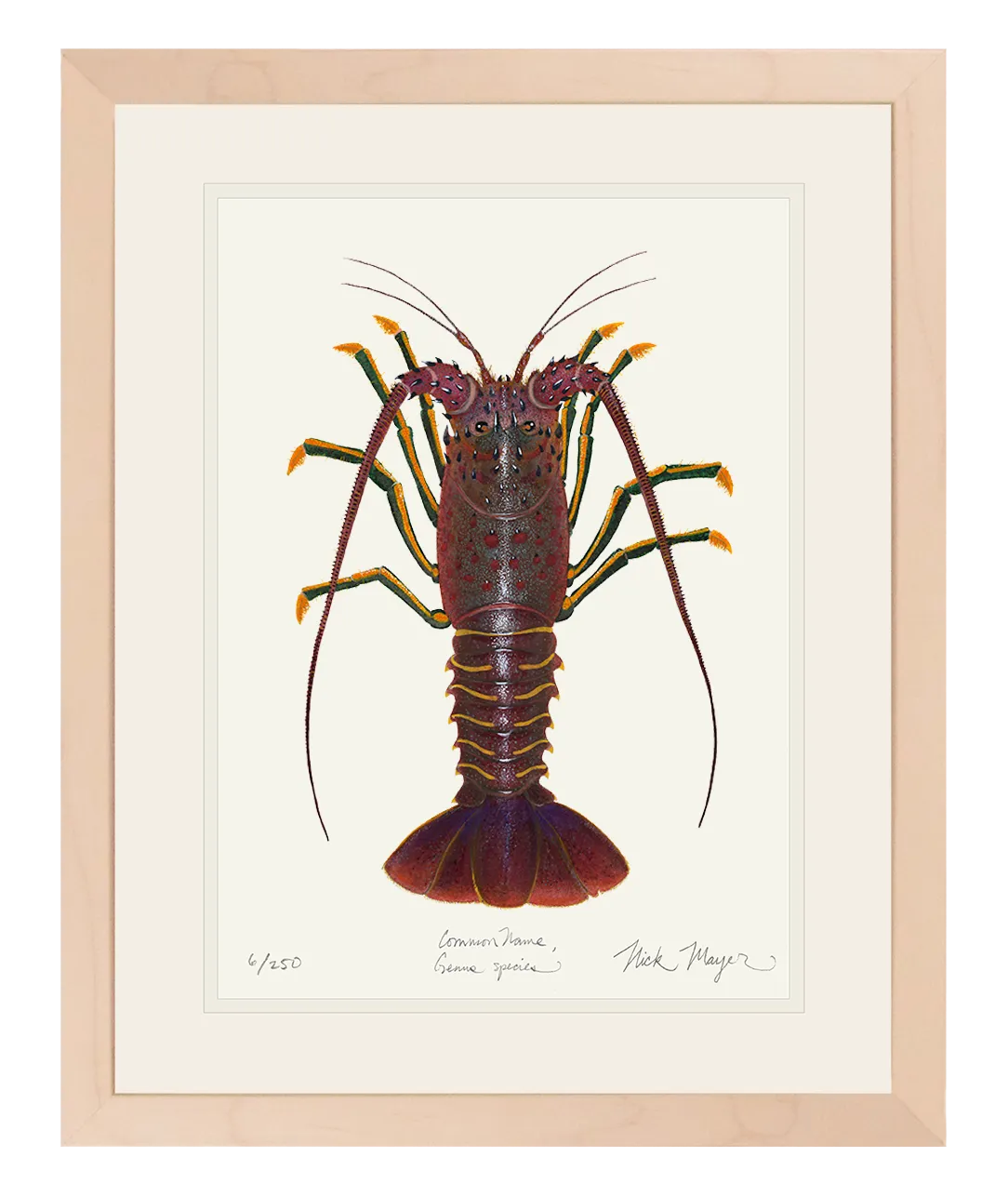 Spiny Lobster I Print