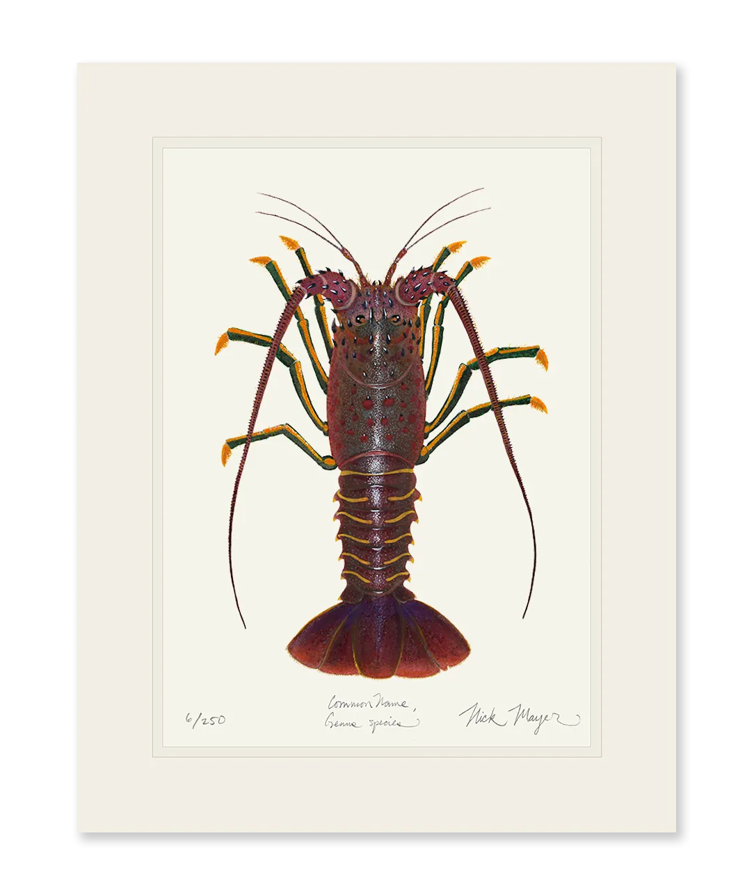 Spiny Lobster I Print